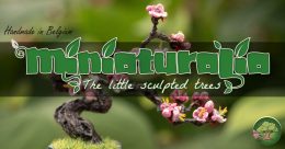 Miniaturalia ― The little sculpted trees